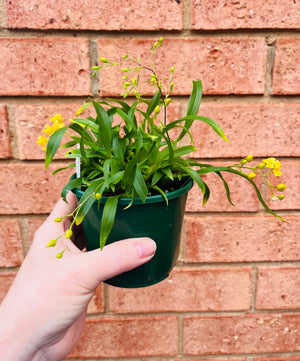 Oncidium - Twinkle (Yellow)