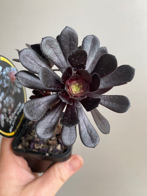 Aeonium atropurpureum nigrum v Schwartzkopf 'Black Rose'