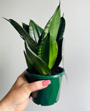 Sansevieria trifasciata c.v. Dwarf Whitney