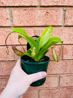 Nepenthes 'Gentle' - Pitcher Plant