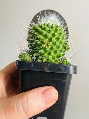 Mammillaria spinossisima cv 'Spike'