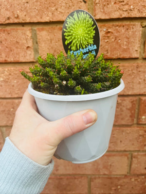 Euphorbia flanaganii - Medusa's Head