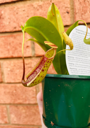 Nepenthes 'Gentle' - Pitcher Plant