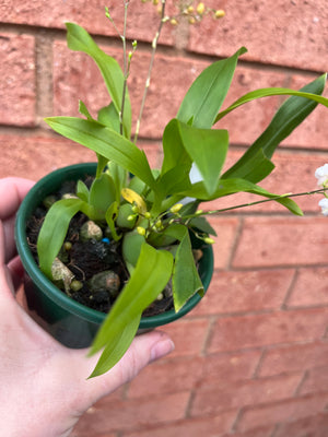 Oncidium - Twinkle (White)