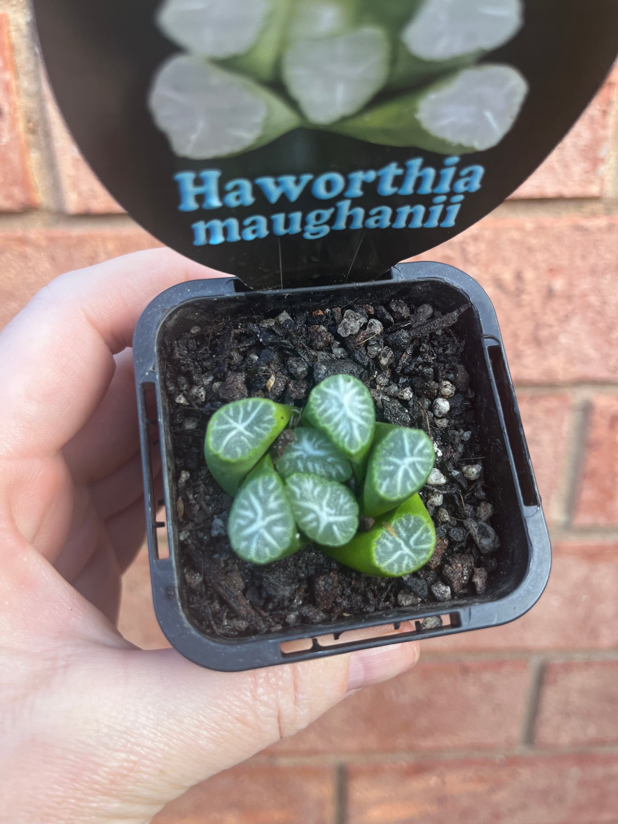 Haworthia maughanii