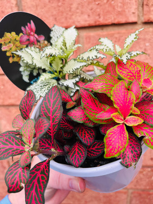 Fittonia - Tri Pot B