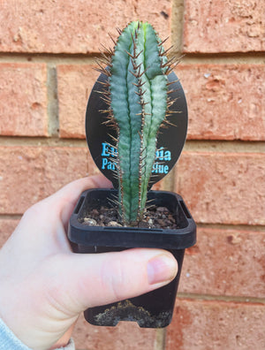 Euphorbia polygona 'Paradisian Blue'