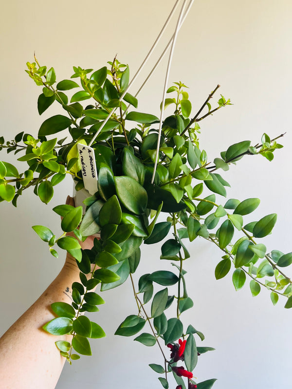 Lipstick Plant - Aeschynanthus Obconicus X Radicans - My Jungle Shack