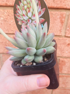 Pachyveria 'Angels Finger'