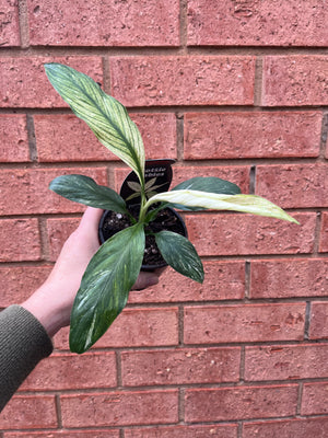 Spathiphyllum floribundum - Sensation Variegata