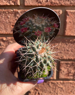 Mammillaria compressa