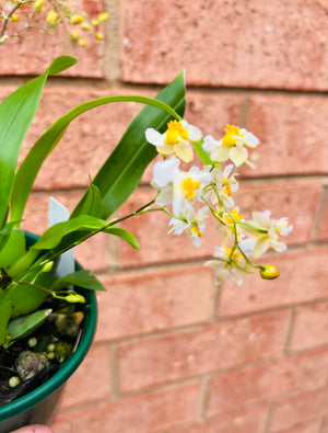 Oncidium - Twinkle (White)