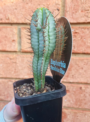 Euphorbia polygona 'Paradisian Blue'