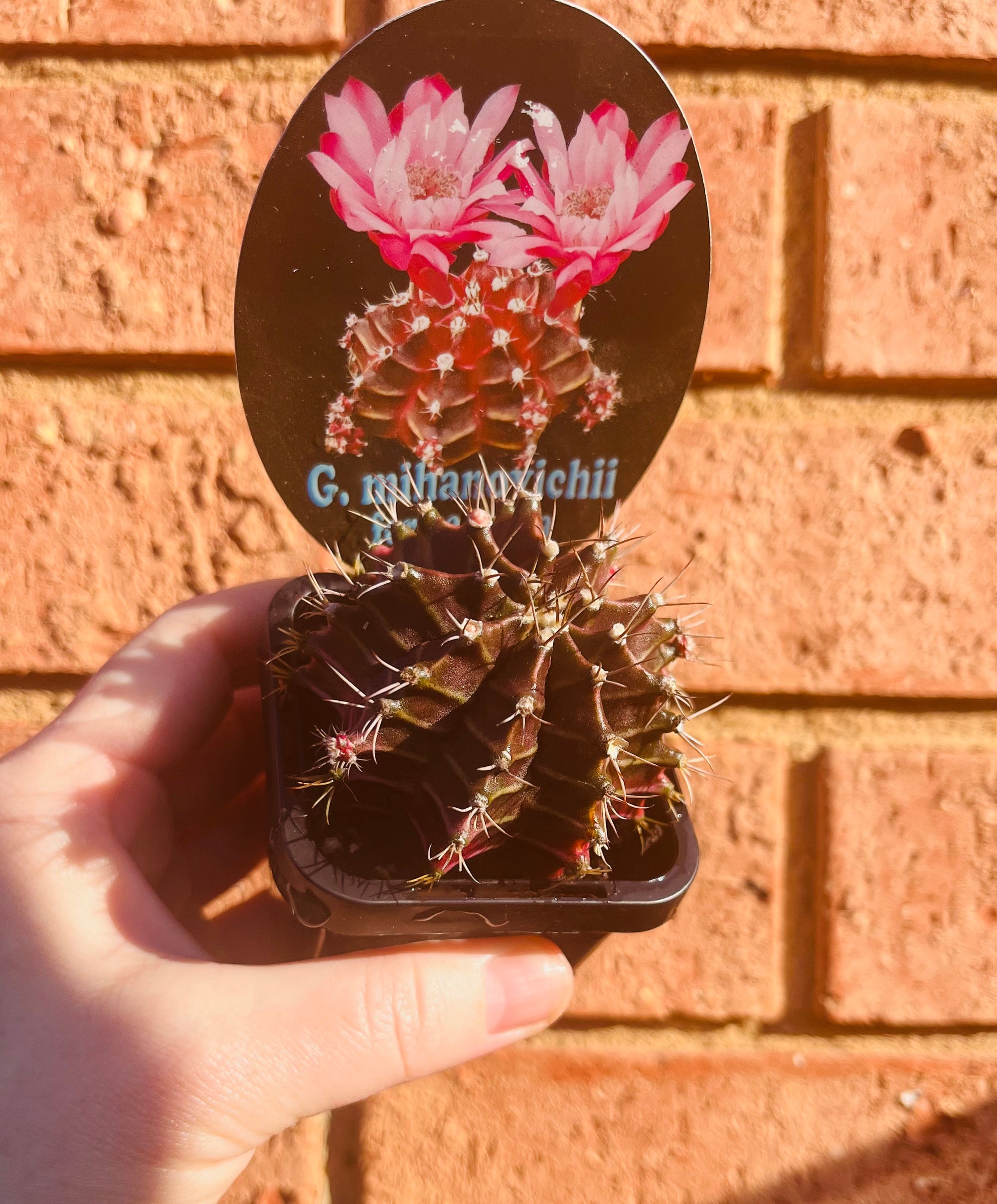 Gymnocalycium mihanovichii forma Rubra