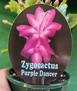 Schlumbergera Zygocactus varieties - 110mm Pot