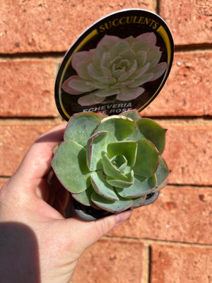 Echeveria cultivar 'White Rose'