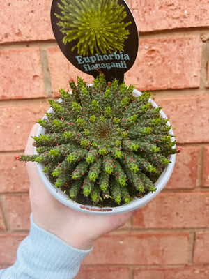 Euphorbia flanaganii - Medusa's Head