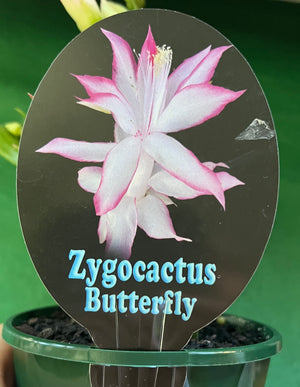 Schlumbergera Zygocactus varieties - 110mm Pot