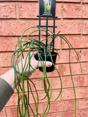 Rhipsalis Puniceo-discus - Mistletoe Cactus Collection No. 46