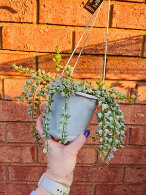 Dischidia ruscifolia variegata - Variegated Million Hearts