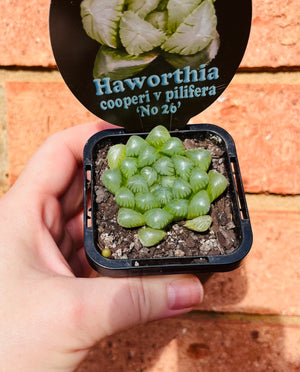 Haworthia cooperi v pilifera