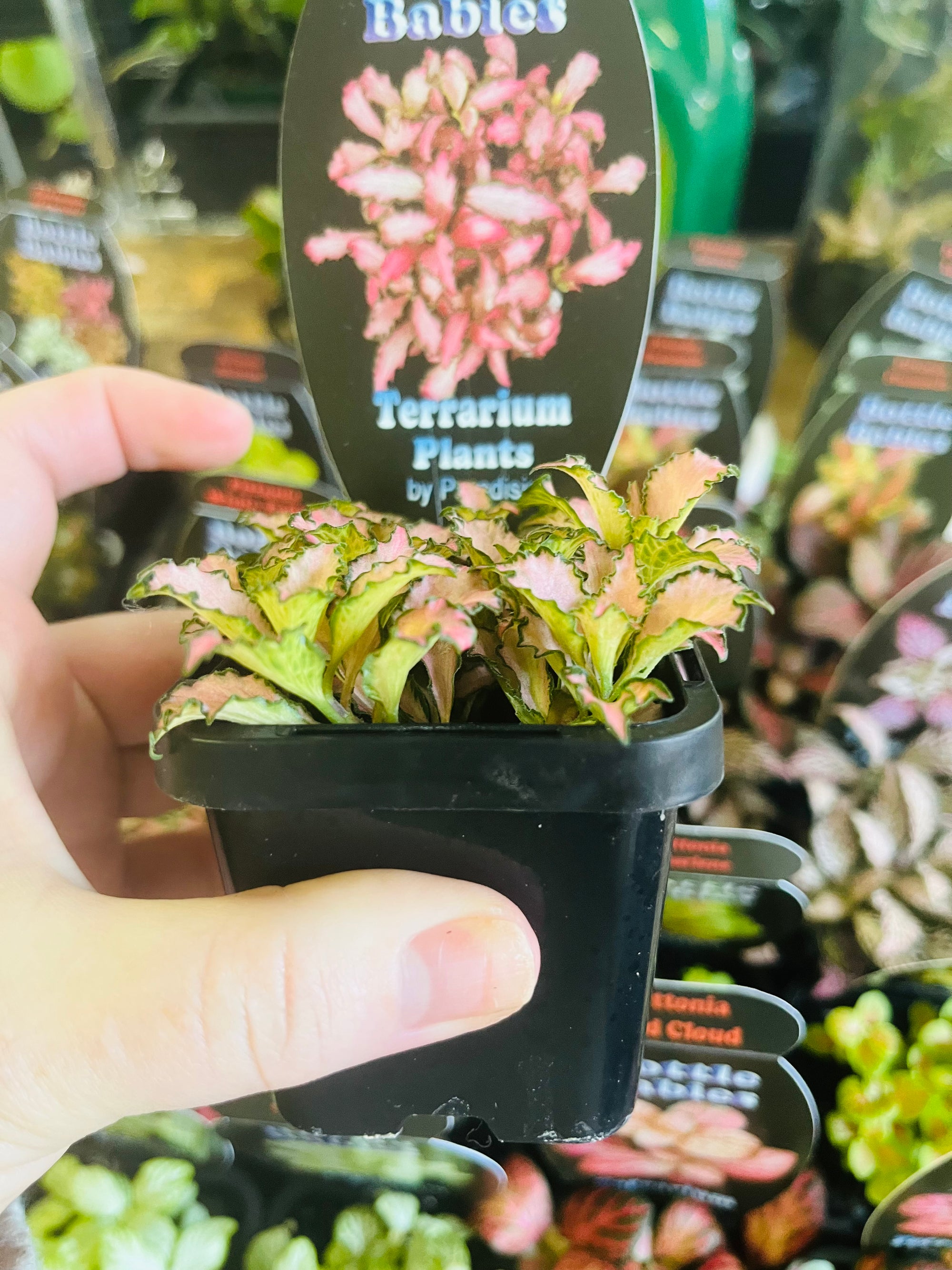 Fittonia - Rosy Cloud