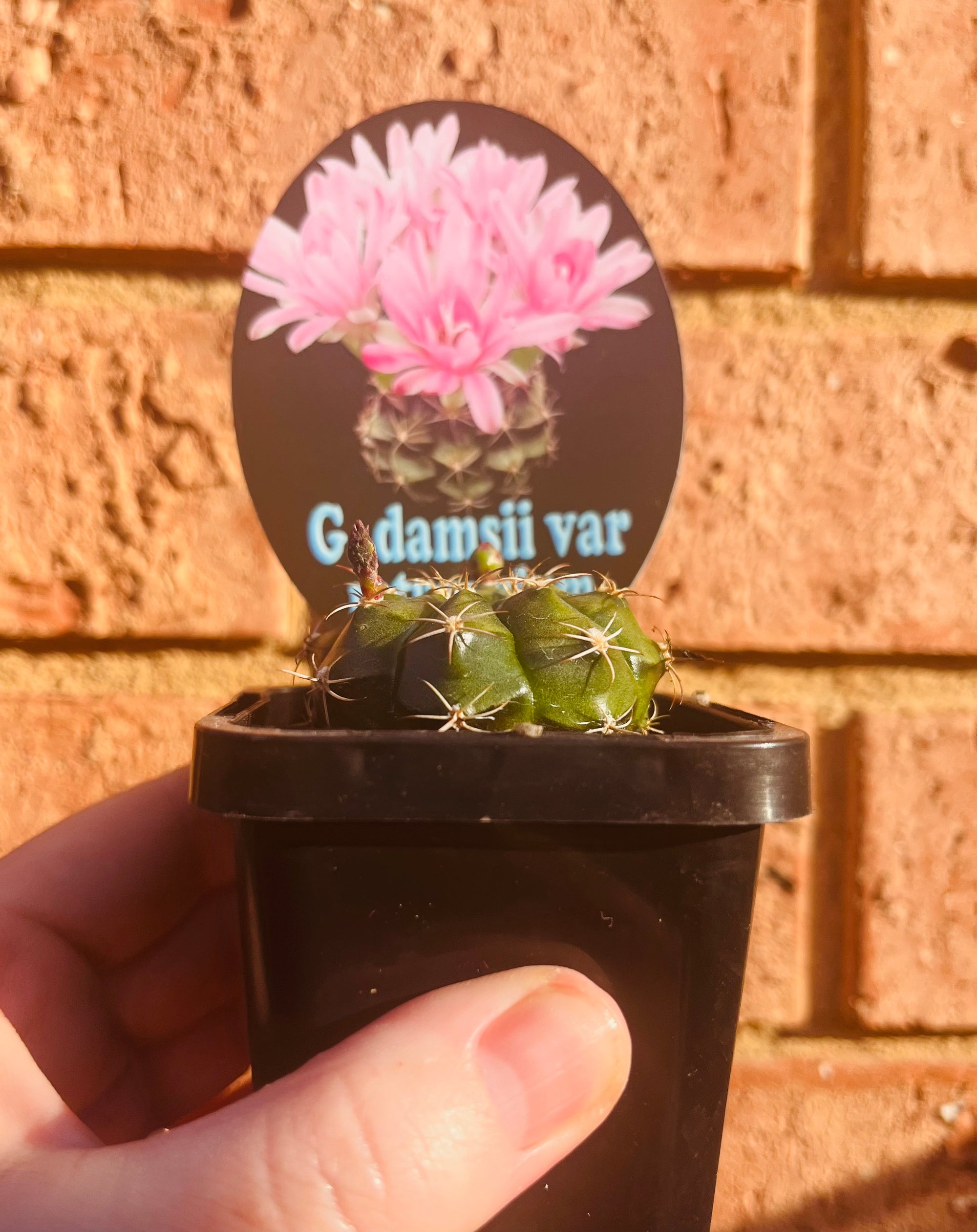 Gymnocalycium damsii var rotundulum