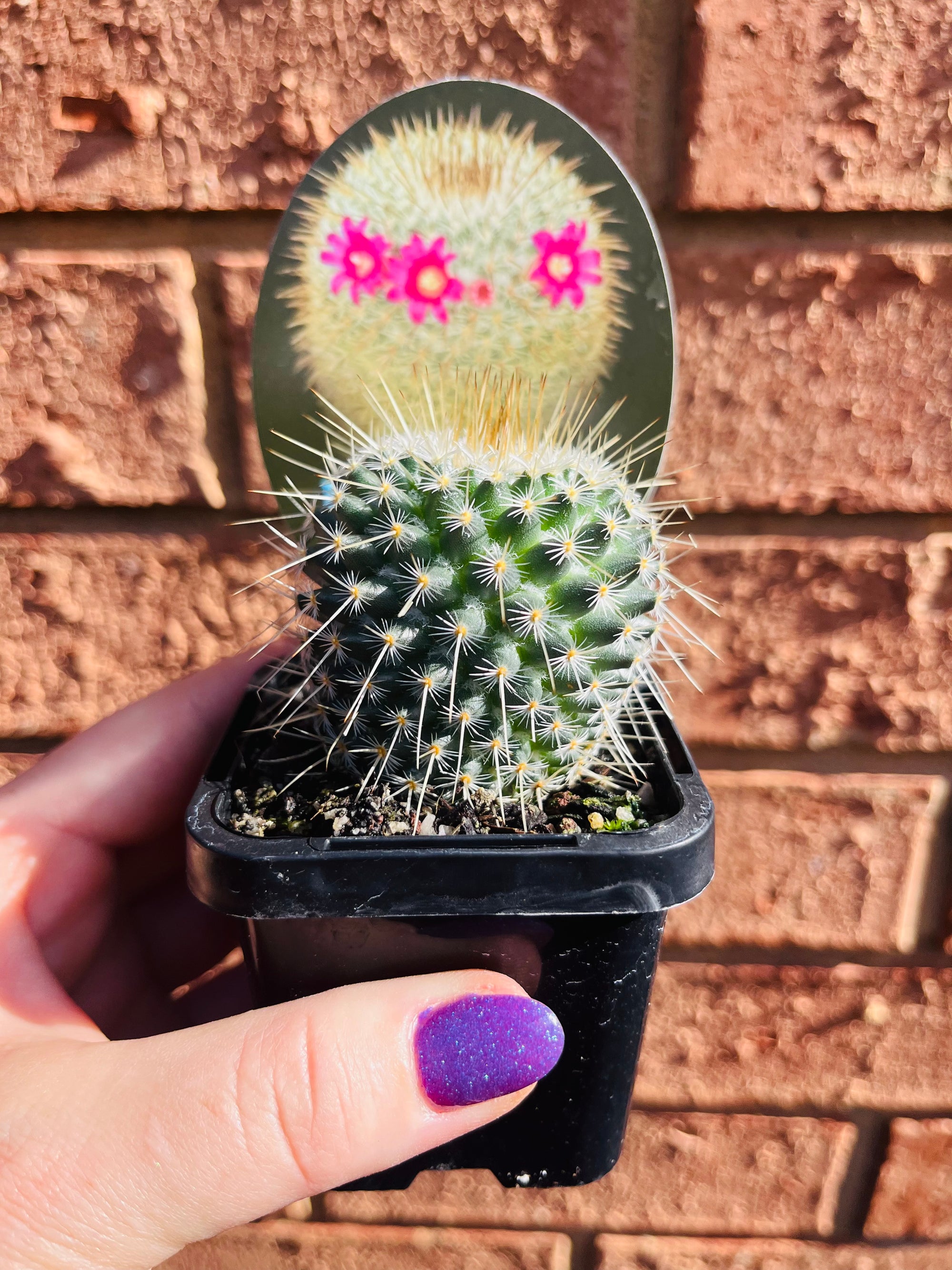 Mammillaria dixanthocentron