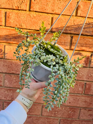 Dischidia ruscifolia variegata - Variegated Million Hearts