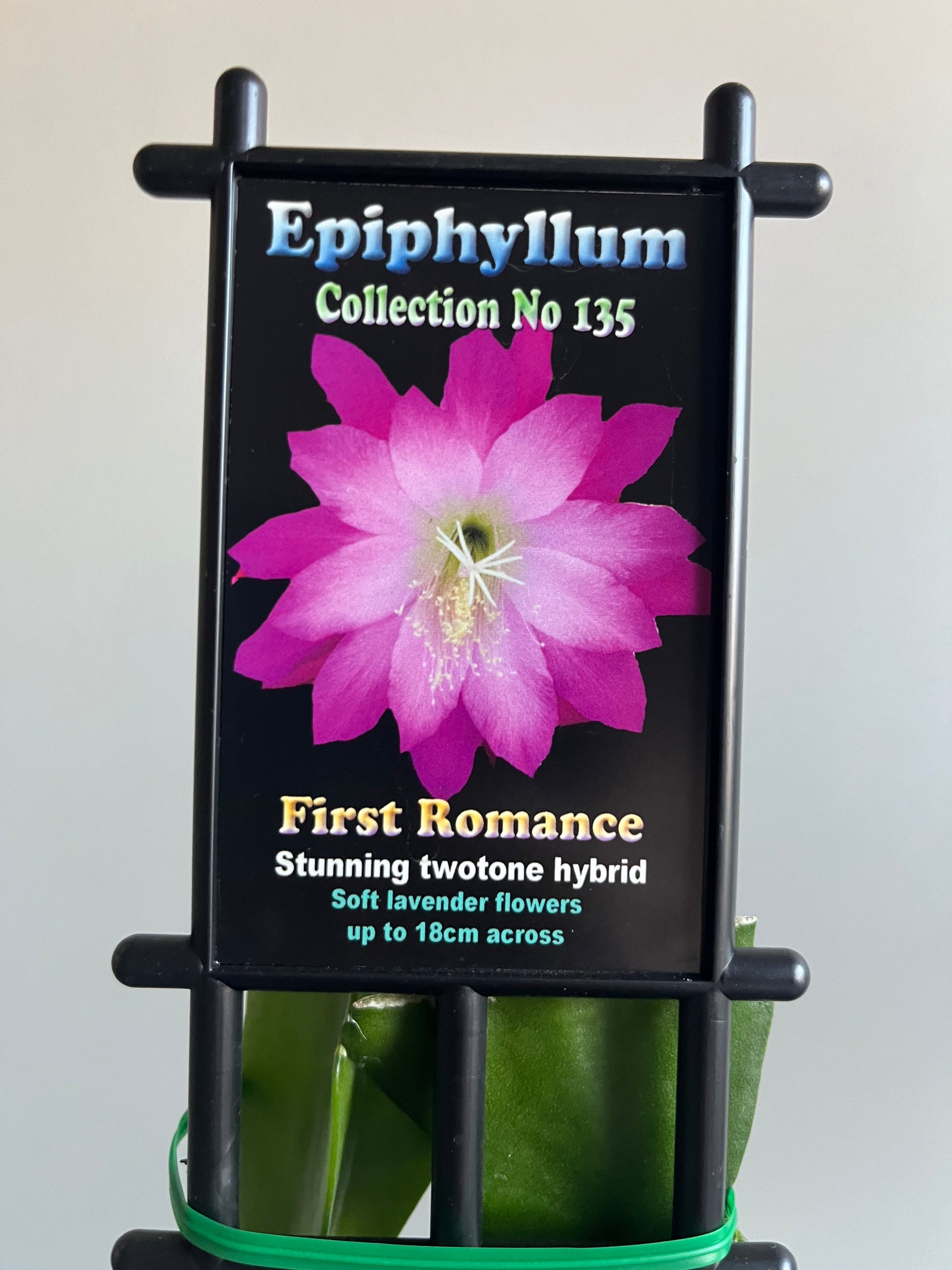 Epiphyllum 'First Romance' - Collection No. 135