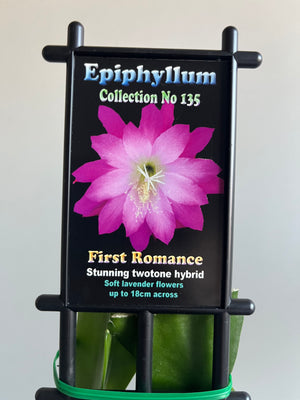 Epiphyllum 'First Romance' - Collection No. 135