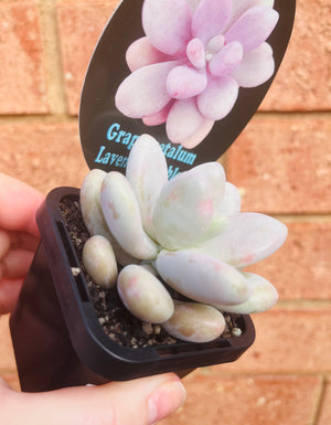 Graptopetalum 'Lavender Pebbles'