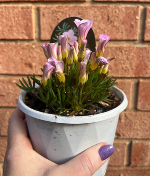 Oxalis flava (pink)