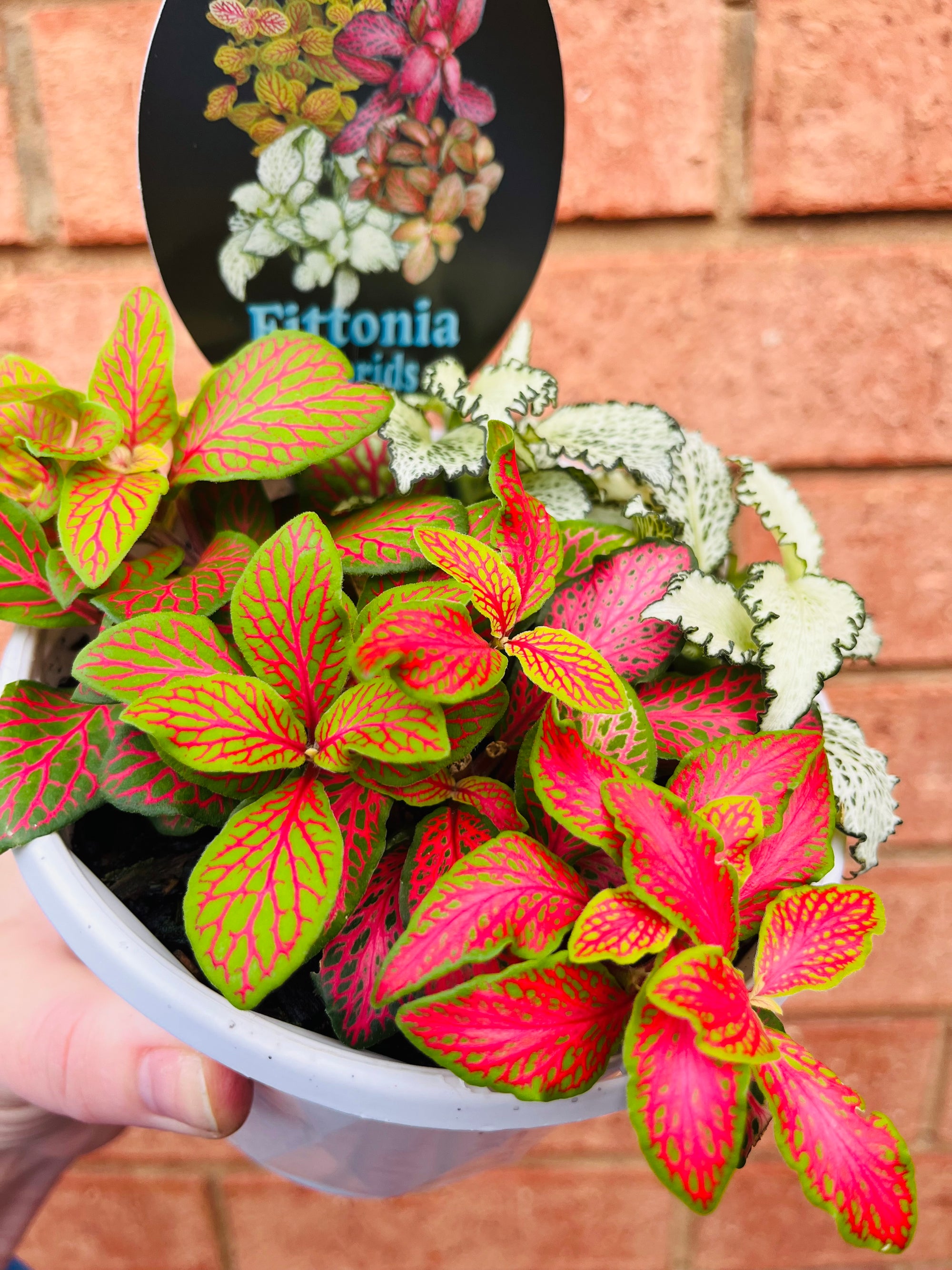 Fittonia - Tri Pot A