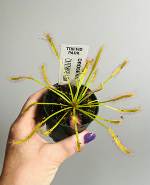 Drosera capensis f. alba