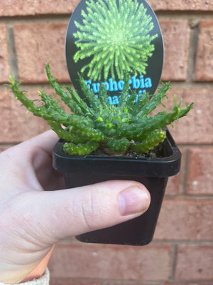 Euphorbia flanaganii - Medusa's Head