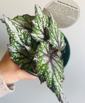 Begonia Rex hybrid ‘African Jungle’