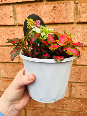 Fittonia - Tri Pot B