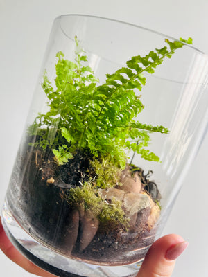 Displays & Terrariums - Medium Cylindrical Display - Fern & Moss