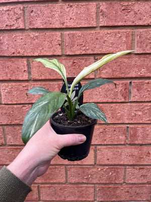 Spathiphyllum floribundum - Sensation Variegata