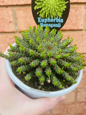 Euphorbia flanaganii - Medusa's Head