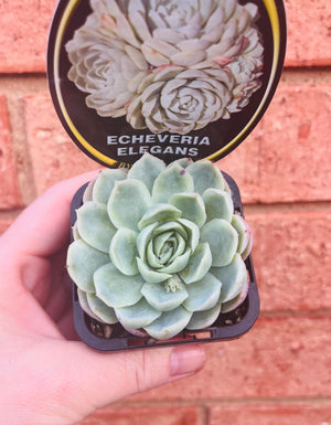 Echeveria elegans 'Mexican Snowball'