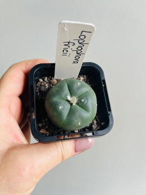 Lophophora fricii