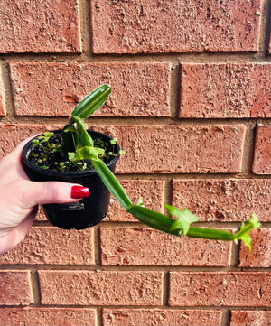 Cissus quadrangularis