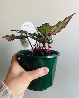 Begonia Rex hybrid ‘African Jungle’