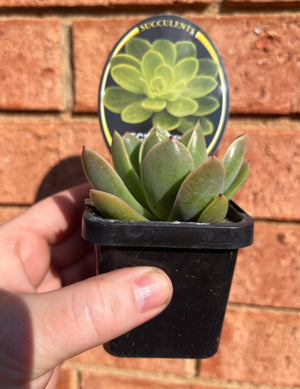 Echeveria cultivar - Golden Glow