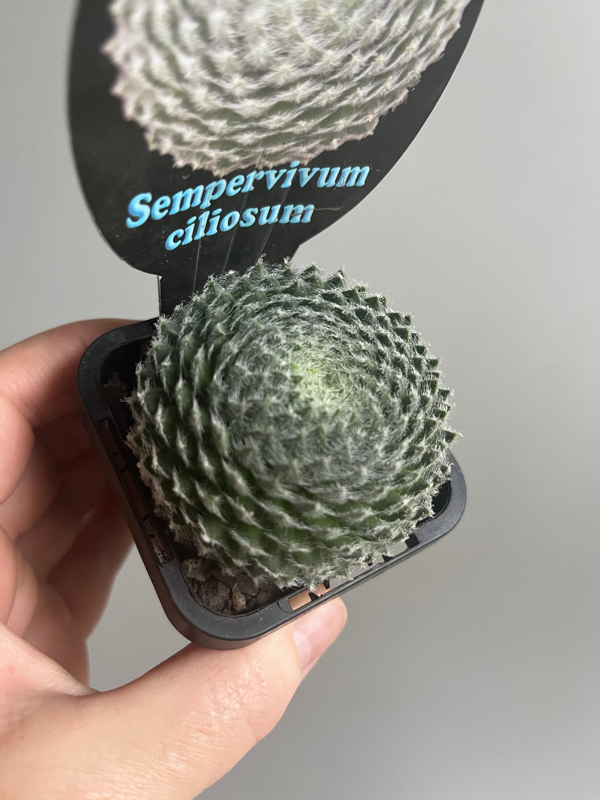 Sempervivum ciliosum