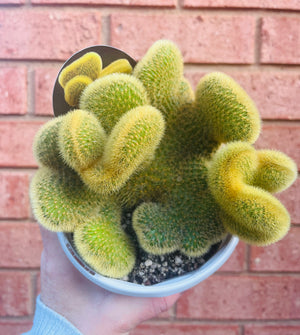 Cleistocactus winteri 'Cristata syn Hildewinteria aureispina 'Cristata'