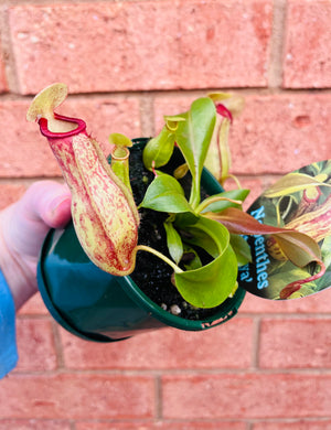 Nepenthes 'St Gaya' - Pitcher Plant