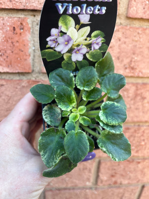 African Violet - N. Robinson